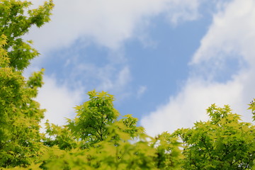 하늘과 나무가 보이는 아름다운 풍경