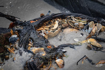 Close up of marine objects on the beach on Long Beach Island, NJ