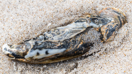 Close-up of a half-buried oyster shell in the sand on Long Beach Island