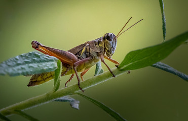 A differential grasshopper standing on a slender plant against a smooth blurred green background