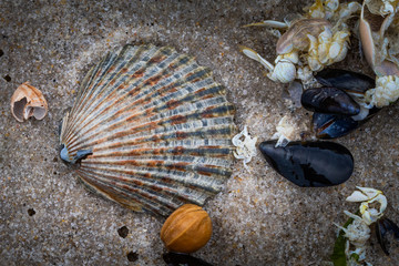Close up of several shells on the beach on Long Beach Island, NJ