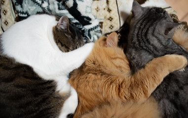 Obraz premium 三匹並んで