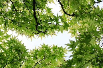 하늘과 나무가 보이는 아름다운 풍경