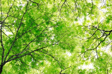 하늘과 나무가 보이는 아름다운 풍경