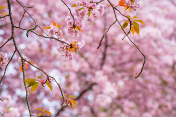 Cherry blossoms in Nara, Japan