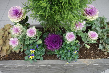 冬のカラフルな葉牡丹