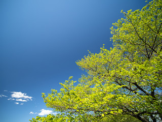 新緑と青空　初夏の風景