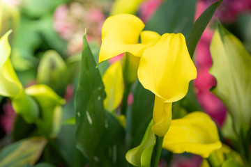 The background image of the colorful flowers