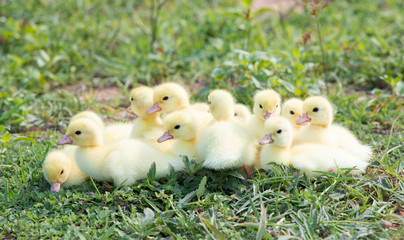 Yellow duckling from nature. Cute duck one week old.