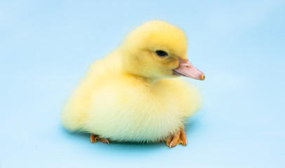 Cute duckling on blue background.
