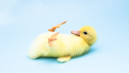 Cute duckling on blue background.