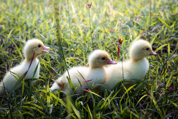 Yellow duckling from nature. Cute duck one week old.
