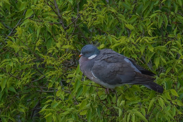 Pigeon in a tree during coronavirus confinement Wildlife nature. Barcelona,Spain
