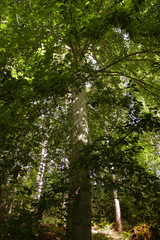 Fototapeta premium large beech, fagus sylvatica, framed from below