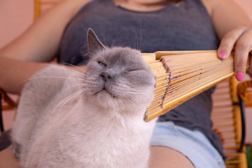 Gato acicalar