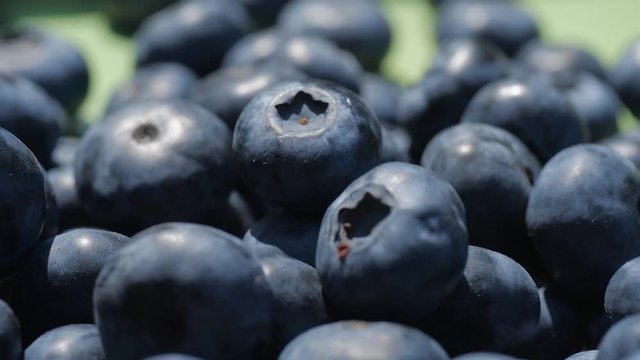 Blueberries close-up dolly-out