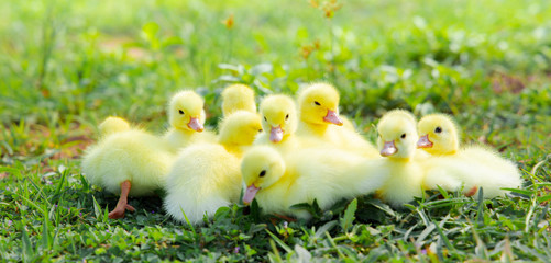 Yellow duckling from nature. Cute duck one week old.