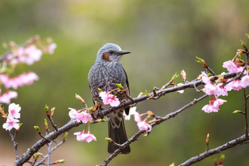 Brown-eared Bulbul and cherry blossom