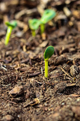 Sunflower seed sprout