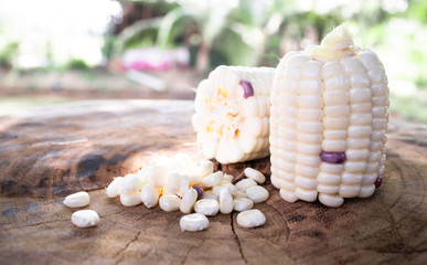 Obraz na płótnie Canvas white corn on wood table from nature. maize are selective focus.