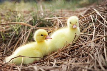 Yellow duckling from nature. Cute duck one week old.