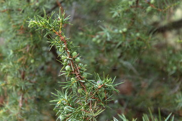 macro photo of a juniper branch with berries still green