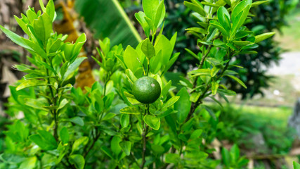 Calamansi, also known as calamondin or Philippine lime on a tree plant at the garden