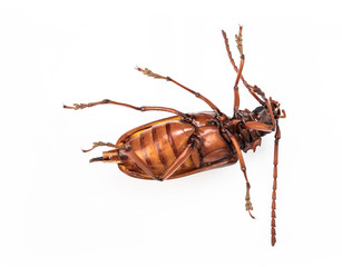 beetle brown on white background.