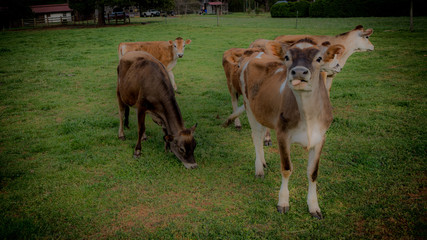 Small herd of cows standing in a pasture on a farm with one sticking it's tongue out