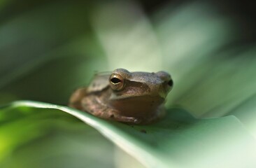 frog is an insect-eating amphibian that lives in fresh water or on land. features a slippery frog, brownish, longer hind legs, good at jumping and swimming