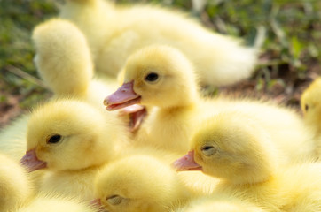 Yellow duckling from nature. Cute duck one week old.