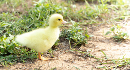 Yellow duckling from nature. Cute duck one week old.