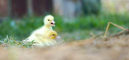 Yellow duckling from nature. Cute duck one week old.