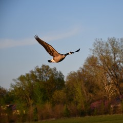 Goose