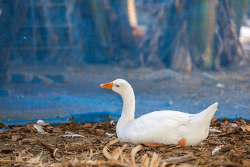 The white goose is sleep and rest in summer at banana farm garden,thailand
