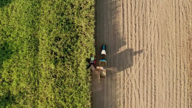 Sugar cane harvest in sunny day in Thailand aerial top view 4k video 