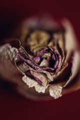 dry rose over a red background and some details