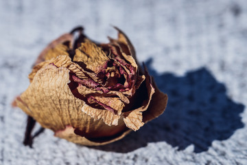 dry rose over a red background and some details