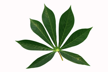 Seven pointed green leaves isolated on white background