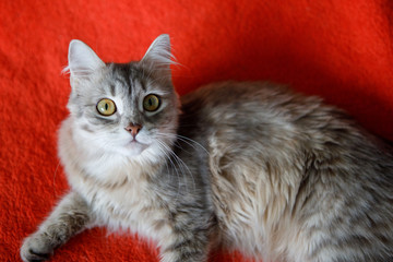 Gray cat with yellow eyes.