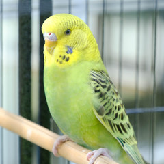 Fototapeta premium Budgie sitting on the wooden stick in cage. beautiful parrot lovebird 