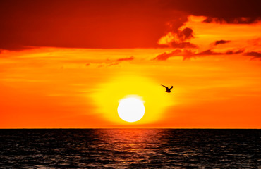 sunset with bird, sun, sea, ocean, sky, water, orange, red, summer, landscape, reflection, travel