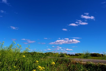 春　爽やか　渡良瀬　道　風景　杤木