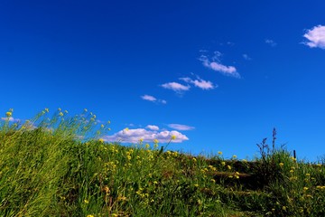 春　爽やか　渡良瀬　菜の花　風景　空　杤木