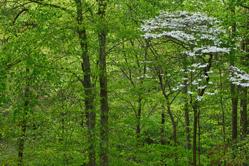 Spring dogwood blossoms growing on a single tree in a fresh green forest