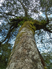 Fototapeta premium árbol gigante