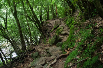 屋久島自然世界遺産
