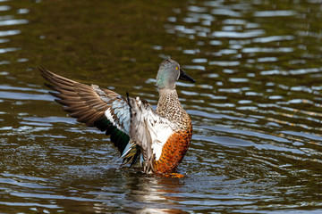 Australian Shoveler in New Zealand