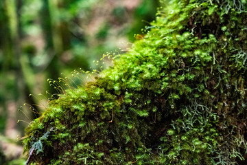 屋久島自然世界遺産
