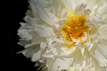 Closeup of delicate white dahlia on black background in summer